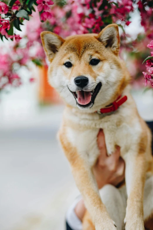 a close up of a person holding a dog, inspired by Shiba Kōkan, unsplash, lush sakura, welcoming grin, scientific photo, growing