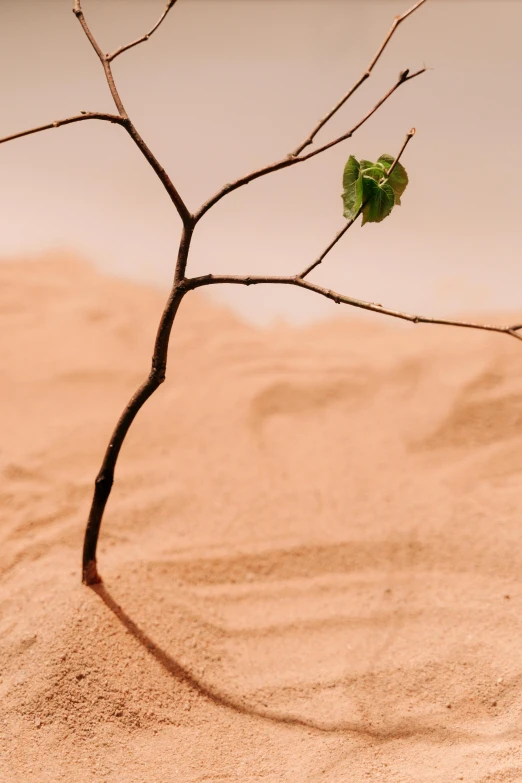 a small tree sitting on top of a sandy beach, trending on unsplash, environmental art, vines and thorns, desert wind, background image, trap made of leaves