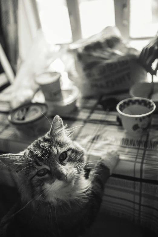 a black and white photo of a cat on a table, pexels contest winner, having a snack, let's be friends, medium format, scottish
