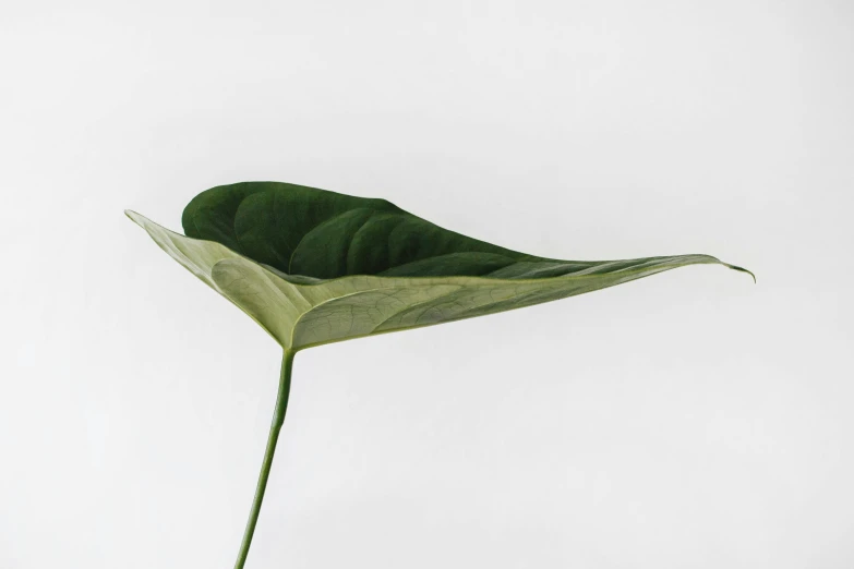 a close up of a plant with a white background, unsplash, minimalism, stingray, big leaf bra, side view close up of a gaunt, white background : 3