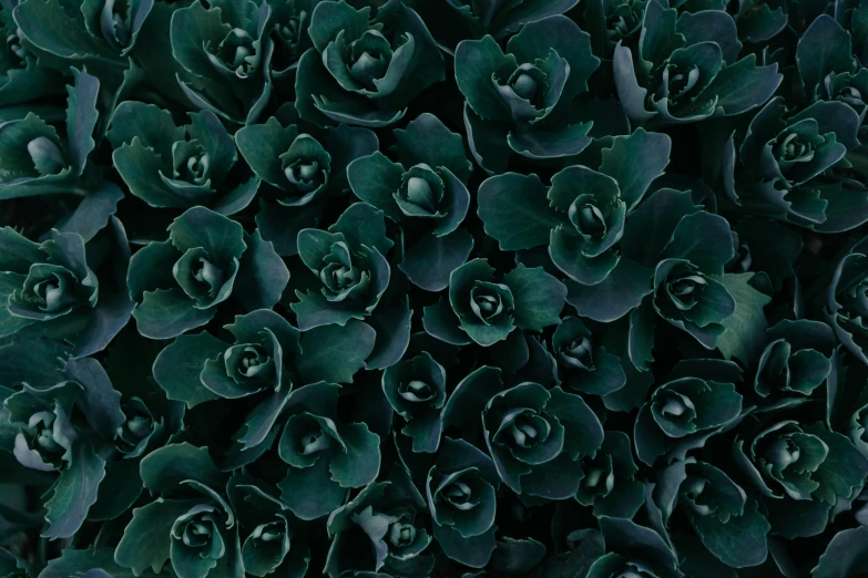 a close up of a bunch of green plants, an album cover, by Carey Morris, unsplash contest winner, baroque, dark flower pattern wallpaper, mediumslateblue flowers, high resolution ultradetailed, shot on hasselblad