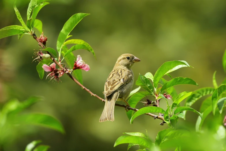 a small bird sitting on top of a tree branch, flowers and foliage, getty images proshot, sparrows, mid 2 0's female