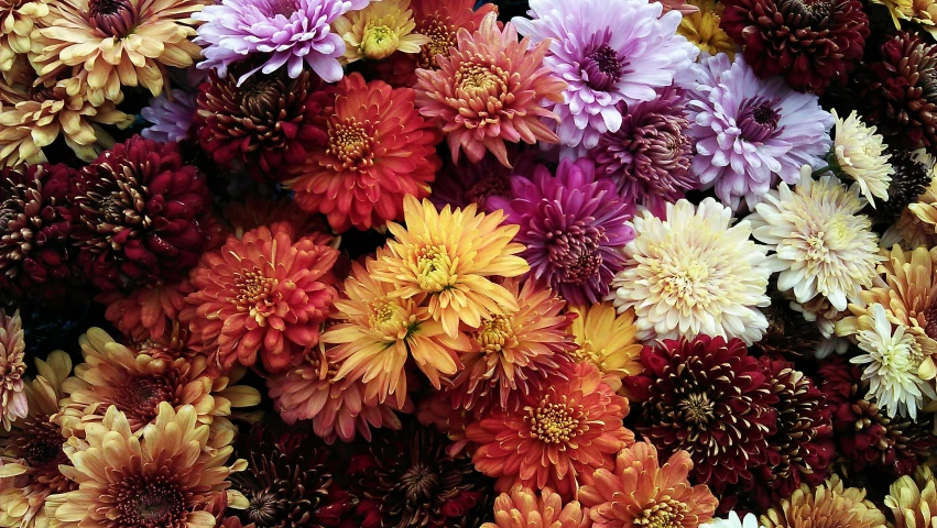 a close up of a bunch of flowers, harvest fall vibrancy, ari aster, 3 colour, colorful”