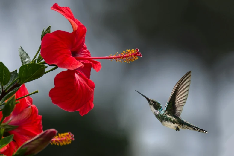 a hummingbird flying next to a red flower, by Reuben Tam, pexels contest winner, hurufiyya, hibiscus flowers, paul barson, by greg rutkowski, fine art print