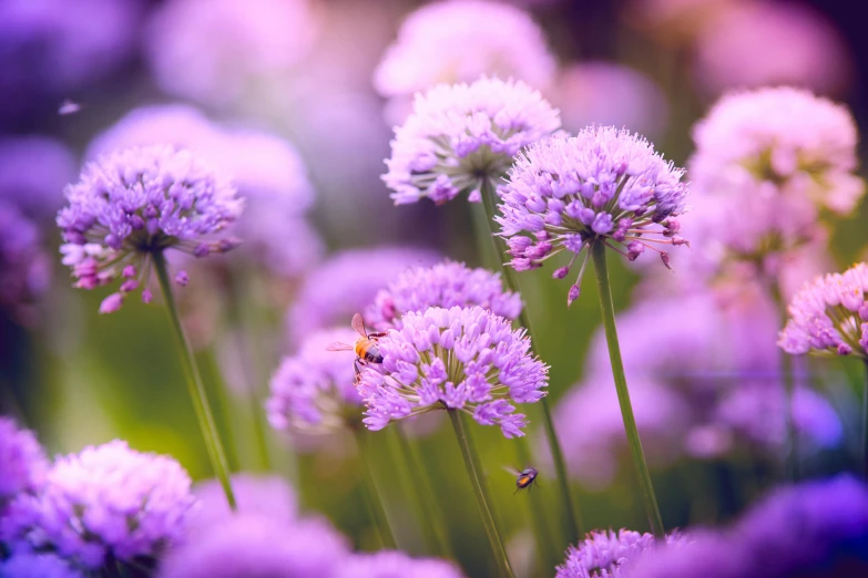 a bunch of purple flowers sitting on top of a lush green field, pexels contest winner, pink bees, surrounding onions, ((purple)), ornamental