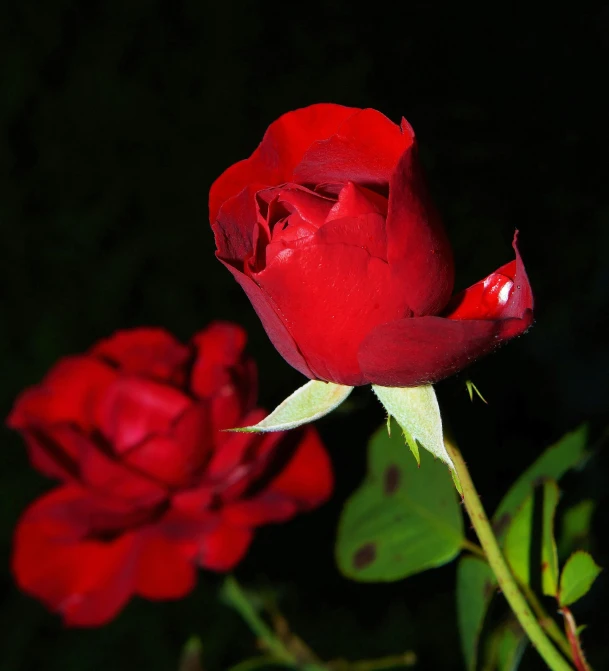 a couple of red roses sitting next to each other, a photo, by Robbie Trevino, today\'s featured photograph 4k, early evening, 2263539546], portrait shot