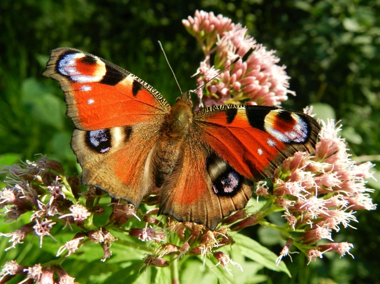 a butterfly that is sitting on some flowers, 9 peacock tails, red feathered wings, moulting, looking towards the camera