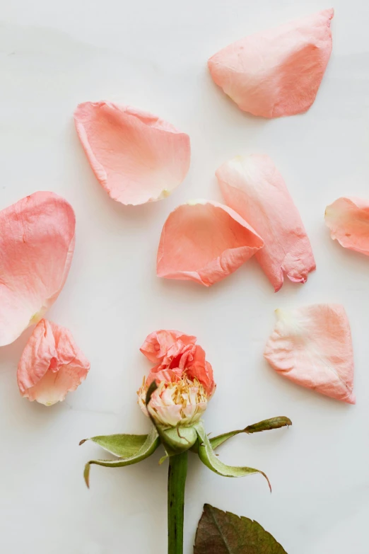 a close up of a flower with petals on a table, by Kristin Nelson, romanticism, coral, ((pink)), edible flowers, flatlay