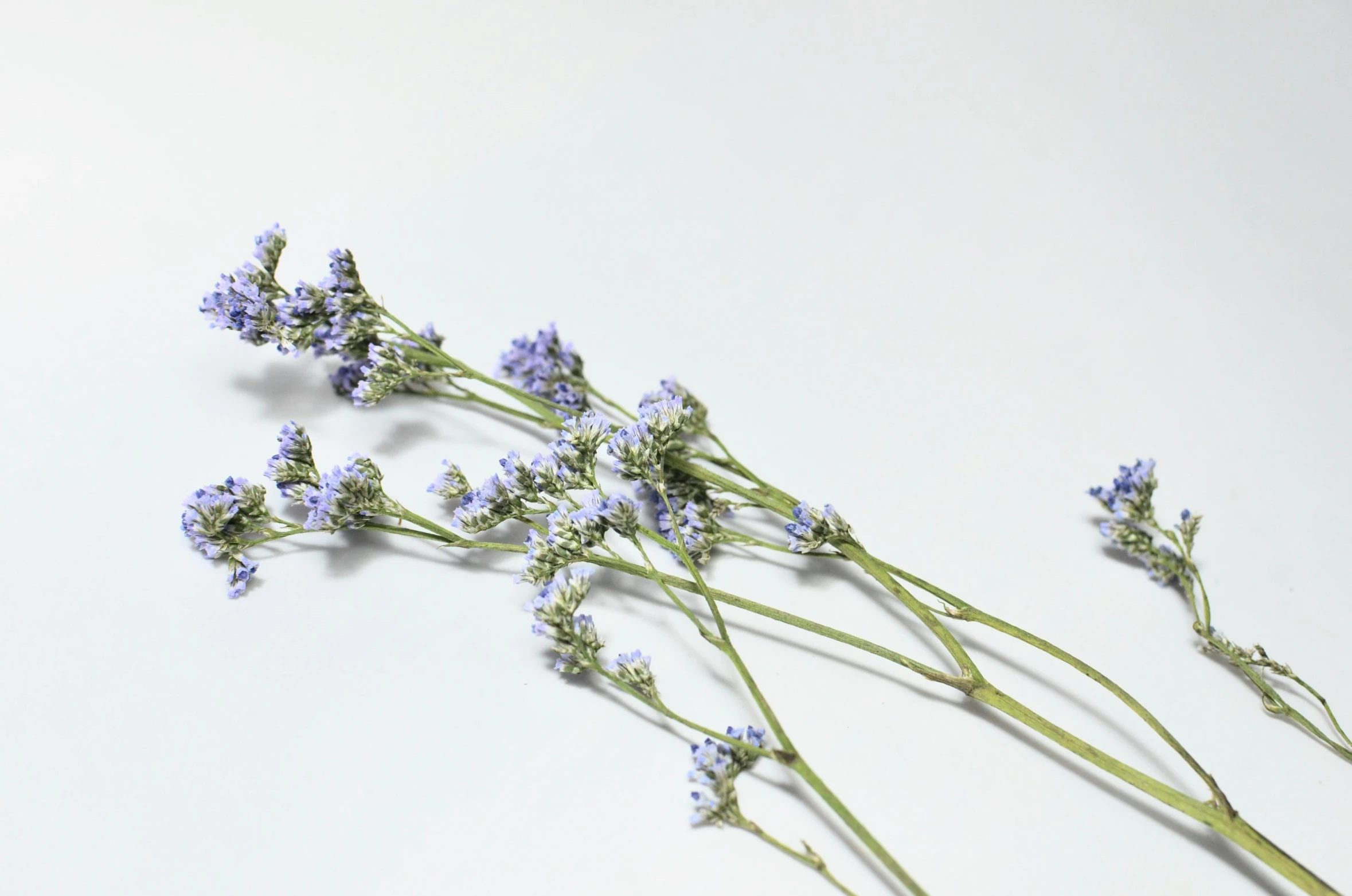 a bunch of purple flowers on a white surface, trending on pexels, background image, gypsophila, dried plants, blue flowers accents