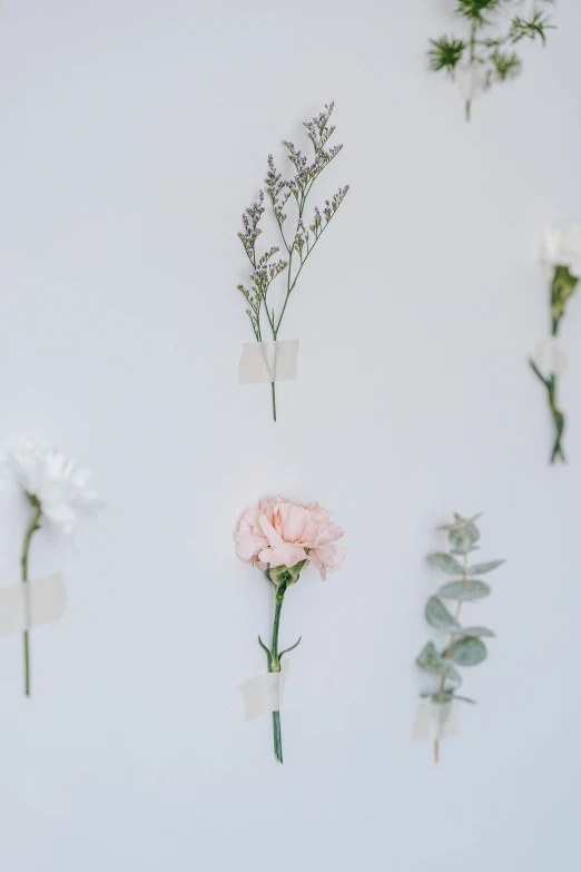 a bunch of flowers that are on a wall, trending on unsplash, romanticism, plain background, in a row, of letting go, detail shot