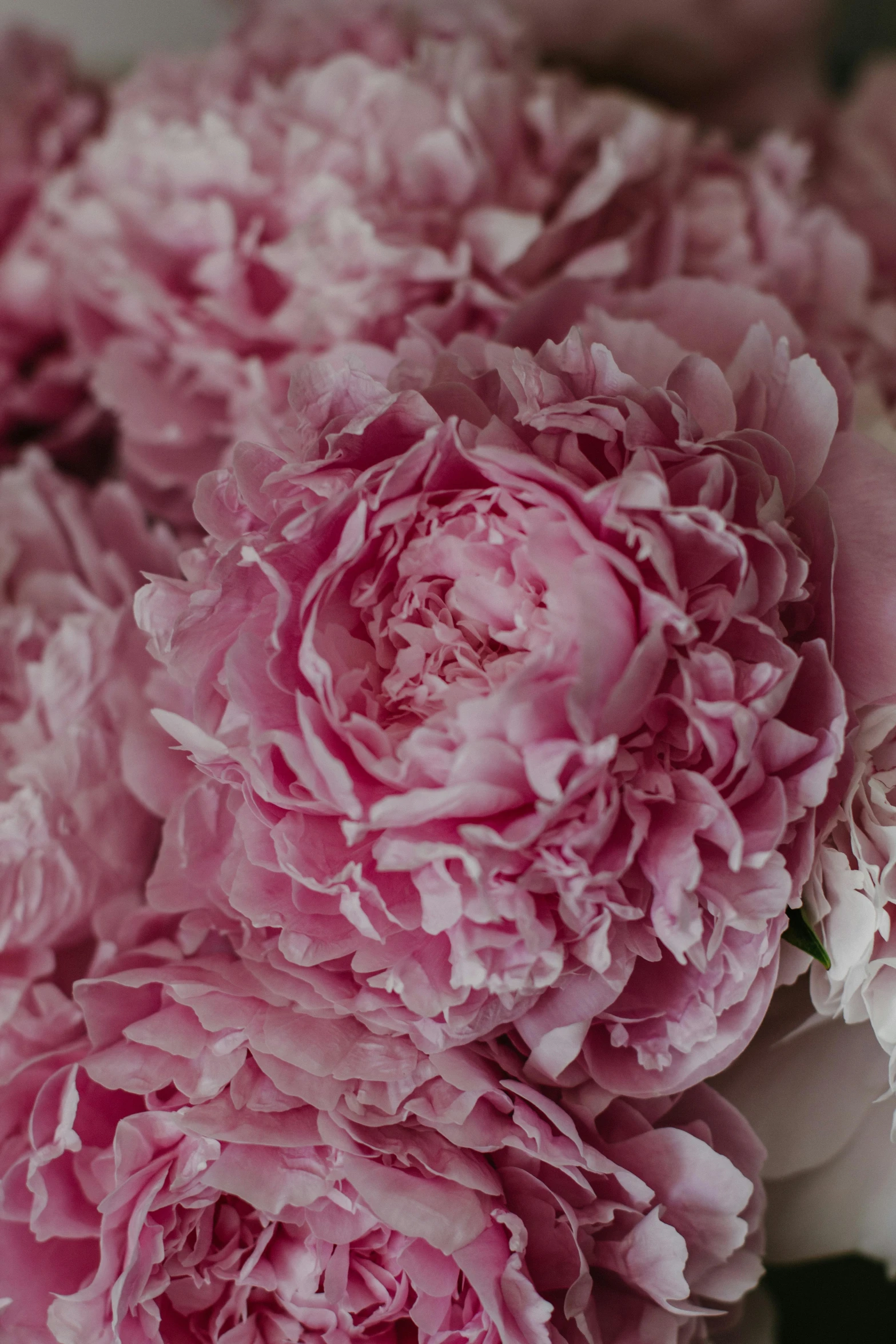 a bunch of pink flowers in a vase, inspired by Li Di, unsplash, baroque, close up front view, peony, subtle detailing, platinum