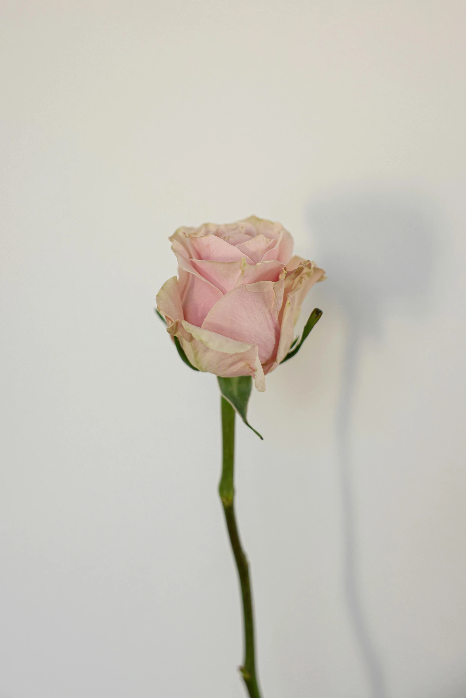 a single pink rose in a vase against a white wall, white with chocolate brown spots, detailed product image, in rows, made of silk paper