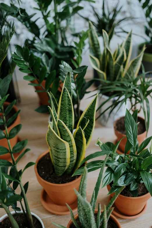 a group of potted plants sitting on top of a wooden table, lush greens, zoomed in shots, muted green, collection product