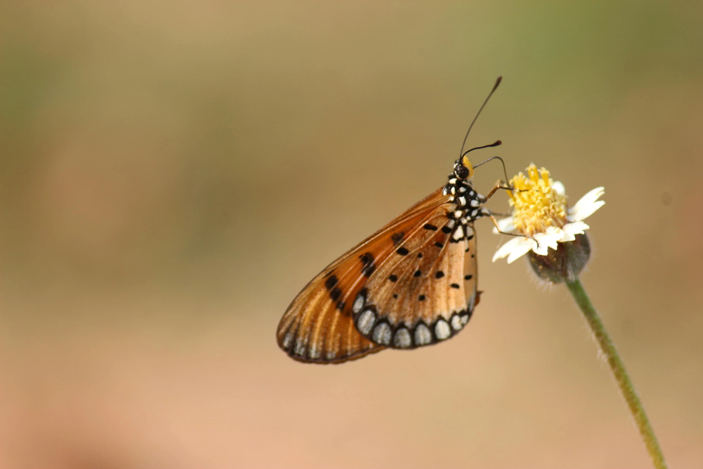 a butterfly that is sitting on a flower, by Steven Belledin, thin dof, browns and whites, small, low detail