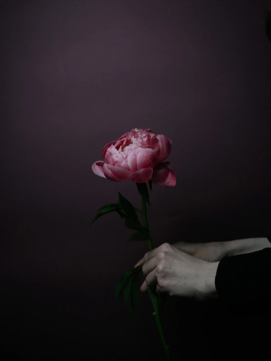 a person holding a pink flower in their hand, an album cover, inspired by Elsa Bleda, pexels contest winner, dark moody purple lighting, peony, dark. no text, porcelain skin ”