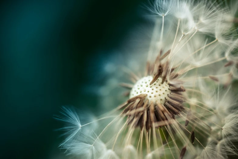 a close up of a dandelion with a blurry background, a macro photograph, by Andries Stock, unsplash, art photography, mikko lagerstedt, 15081959 21121991 01012000 4k, ilustration, low angle 8k hd nature photo