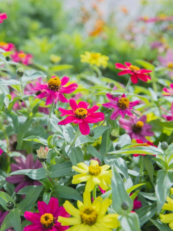 a garden filled with lots of colorful flowers, unsplash, color field, pink and yellow, full product shot, rectangle, low detail