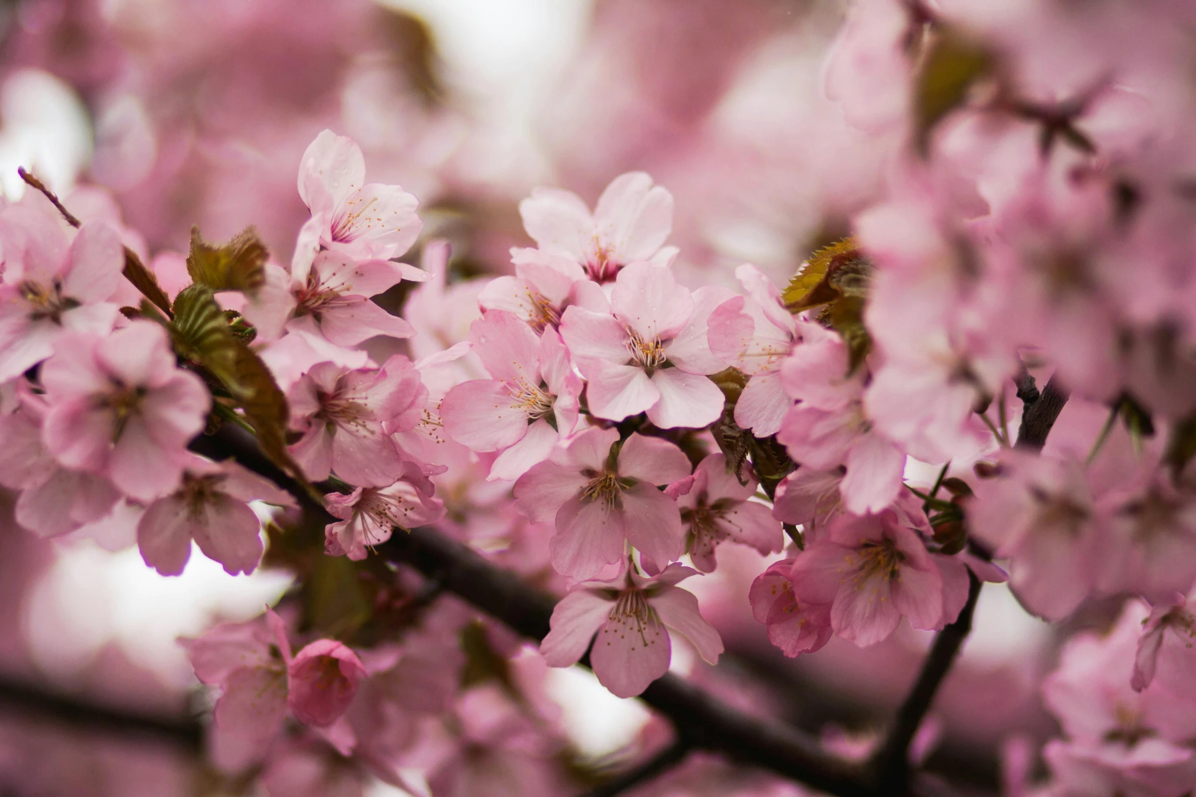 a close up of pink flowers on a tree, by Niko Henrichon, trending on unsplash, fan favorite, sakura flowers, no cropping, various posed