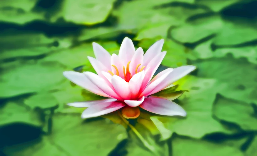 a pink flower sitting on top of a green leaf covered pond, a digital rendering, by Carey Morris, shutterstock contest winner, hurufiyya, nymphaea, ( ultra realistic, professionally post - processed, lily