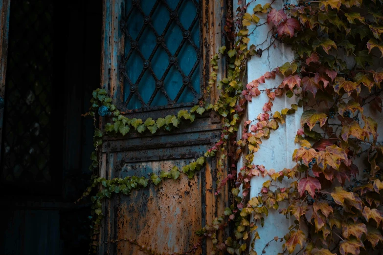 a close up of a door with vines growing on it, inspired by Elsa Bleda, pexels contest winner, autumnal, ukraine. photography, ((rust)), multi - coloured