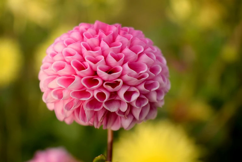 a close up of a pink flower with yellow flowers in the background, tight gigantic pink curls, bulbous, ‘luca’, mint