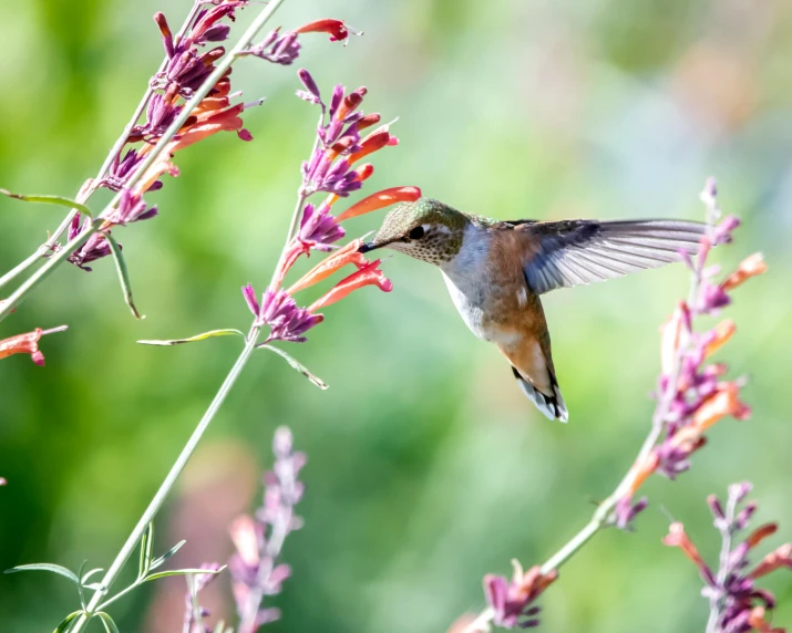 a bird that is flying near some flowers, by Carey Morris, pexels contest winner, arabesque, salvia droid, brown tail, slightly pixelated, high resolution