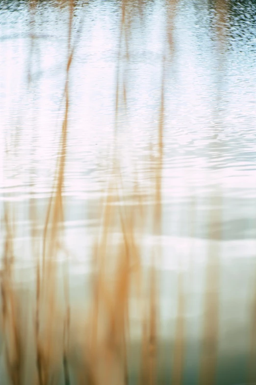 a bird sitting on top of a body of water, by Shigeru Aoki, reeds, overexposed photograph, field - blur, semiabstract