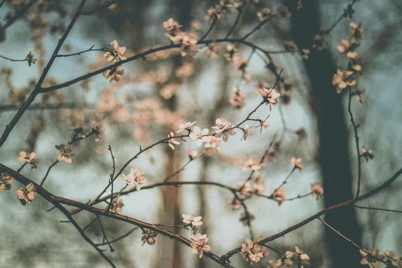 a tree that has some flowers on it, inspired by Elsa Bleda, trending on unsplash, aestheticism, brown, spring, vintage photo