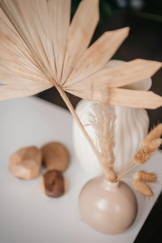 a close up of a plant in a vase on a table, a still life, inspired by Li Di, trending on pexels, dried palmtrees, beige color scheme, various items, product introduction photo