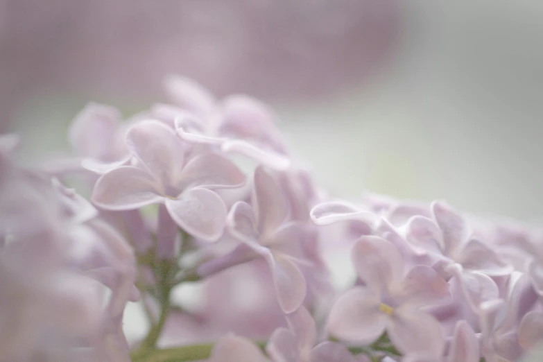 a close up of a bunch of purple flowers, a picture, by Phyllis Ginger, unsplash, light pink mist, medium format. soft light, rendered in povray, hydrangea