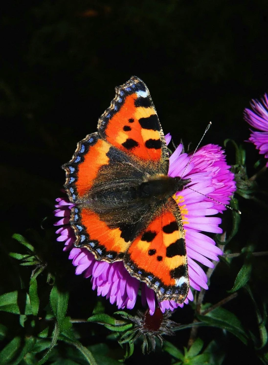 a butterfly sitting on top of a purple flower, red and orange glow, multicoloured, slide show, orange fluffy belly