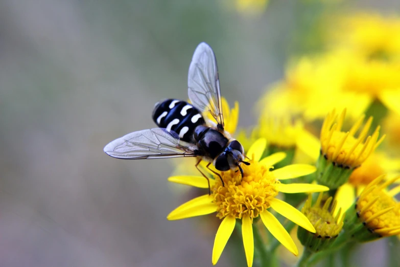 a black and white fly sitting on a yellow flower, pexels, hurufiyya, older male, garis edelweiss, top-down shot, full - length photo