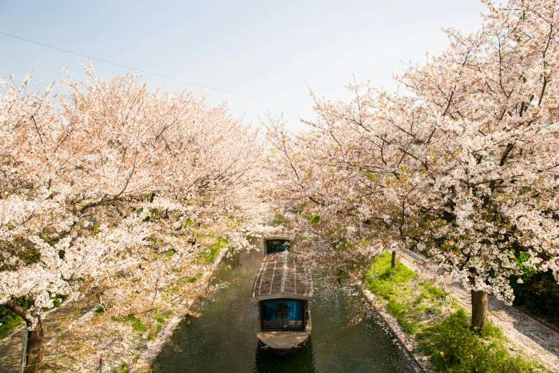 a boat traveling down a river surrounded by trees, by Kaii Higashiyama, pexels contest winner, shin hanga, huge blossoms, canals, 🚿🗝📝