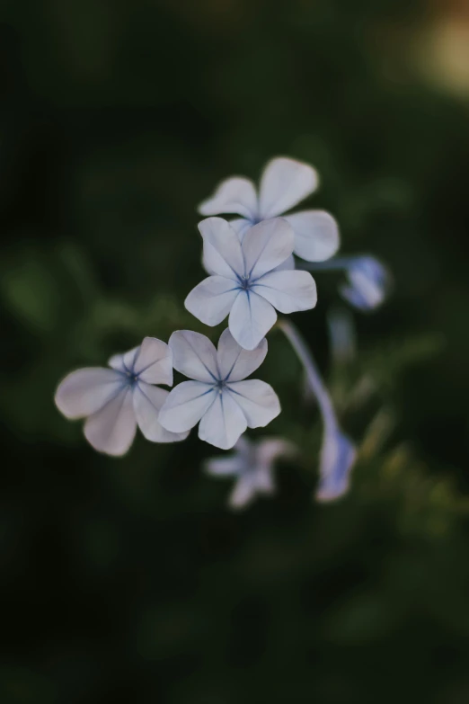 a close up of a flower on a plant, a macro photograph, unsplash, mediumslateblue flowers, muted colors. ue 5, a high angle shot, various posed