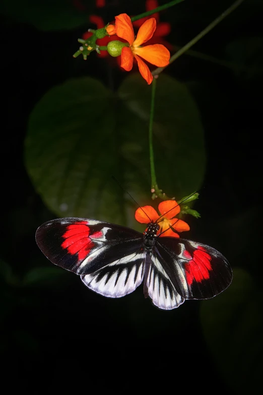 a butterfly that is sitting on a flower, at night, red white and black color scheme, photographed for reuters, no cropping