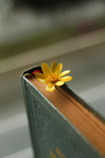 a yellow flower sitting on top of a book, a macro photograph, by Eglon van der Neer, bookshelf, full body close-up shot, overlooking, storybook