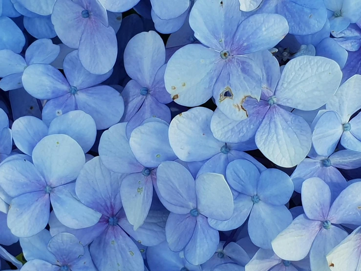 a close up of a bunch of blue flowers, pexels contest winner, hurufiyya, flattened, hydrangea, slide show, light-blue