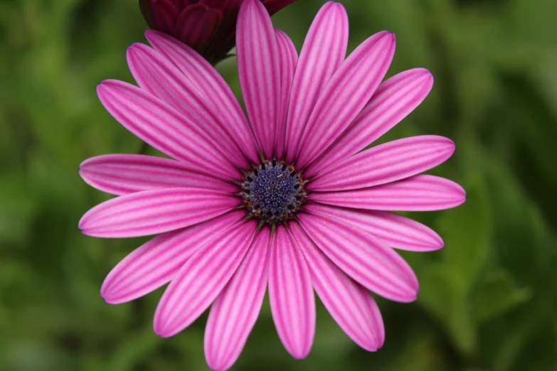 a purple flower sitting on top of a lush green field, seven pointed pink star, highly polished, daisy, paul barson