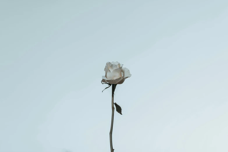 a single white rose sitting on top of a wooden stick, inspired by Elsa Bleda, unsplash, postminimalism, cloudless sky, ignant, gray, various posed