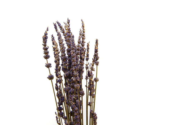a vase filled with purple flowers on top of a table, pixabay, minimalism, reeds, dried herbs, isolated on white, lavender plants