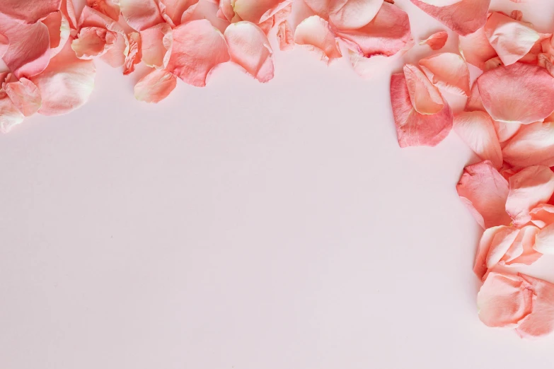 pink rose petals scattered on a white surface, an album cover, trending on pexels, pink background, candy treatments, background image, made with photoshop