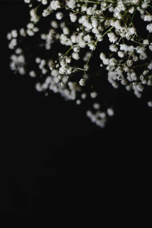 a bouquet of baby's breath on a black background, an album cover, unsplash, ignant, completely dark, profile picture, midsummer