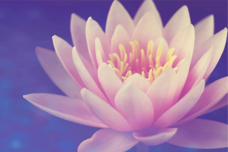 a close up of a pink flower on a blue background, by Carey Morris, unsplash, hurufiyya, waterlily pond, karma sutra, website banner, lotus pose