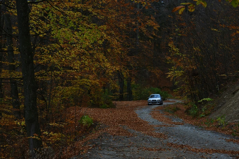 a car driving down a dirt road in the woods, by Zoran Mušič, autumn leaves on the ground, thumbnail, no cropping, konica minolta