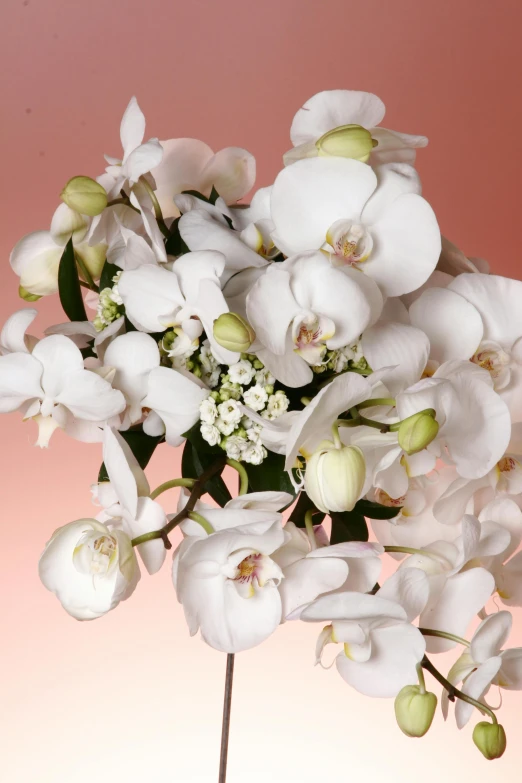 a vase filled with white flowers on top of a table, moth orchids, zoomed out view, award winning, mix