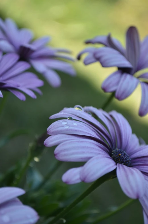 a group of purple flowers sitting on top of a lush green field, water droplets, photograph, lightweight, daisies