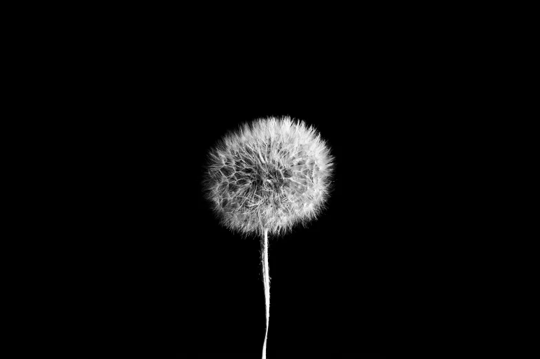 a black and white photo of a dandelion, by Shinji Aramaki, minimalism, black background hyperrealism, amoled wallpaper, ( ( fantasy plants ) ), art photography style