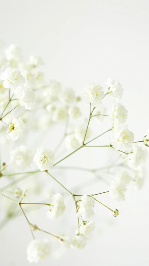 a vase filled with white flowers on top of a table, by Ruth Simpson, unsplash, minimalism, gypsophila, detail shot, botanical herbarium paper, white lace