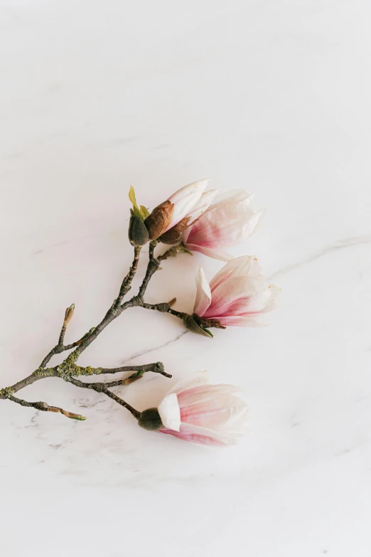 a branch of pink flowers on a marble surface, trending on unsplash, art nouveau, magnolia stems, grieving, handcrafted, soft details