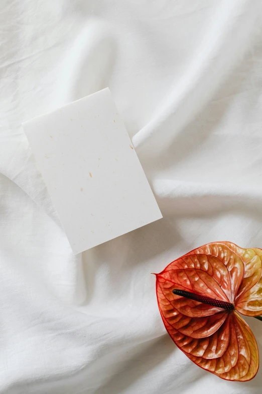 a white sheet sitting on top of a bed next to a flower, a marble sculpture, by Jessie Algie, unsplash, card template, white and orange, soap, back view also